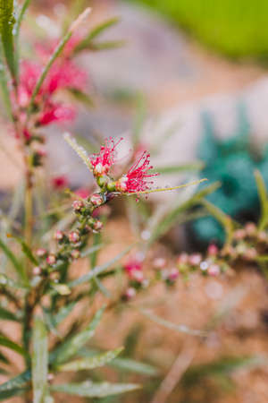 native Australian red bottlebrush callistemon plant with flowers outdoor in beautiful tropical backyard shot at shallow depth of fieldの写真素材