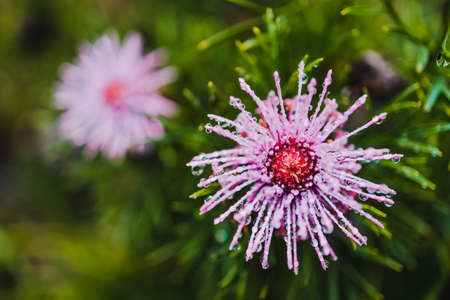 native Australian isopogon Candy Cone plant with pink flowers covered in rain drops shot at shallow depth of fieldの写真素材