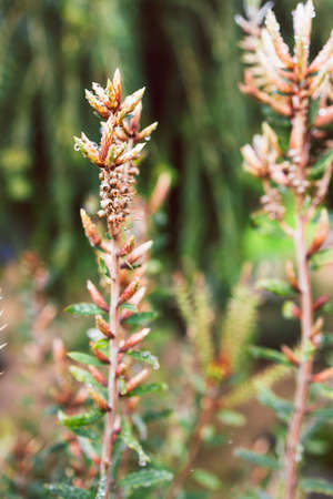 native Australian callistemon bottle brush plant outdoor in beautiful tropical backyard shot at shallow depth of fieldの写真素材