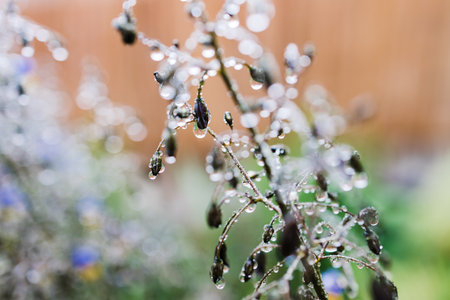 native Australian dianella grass with flowers and droplets of water on it shot outdoor after the rain at shallow depth of fieldの写真素材