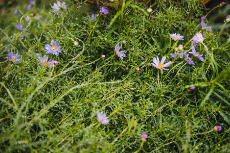 native Australian purple Brachyscome daisy plant outdoor in beautiful tropical backyard shot at shallow depth of fieldの写真素材