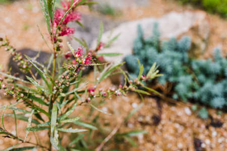 native Australian red bottlebrush callistemon plant with flowers outdoor in beautiful tropical backyard shot at shallow depth of fieldの写真素材