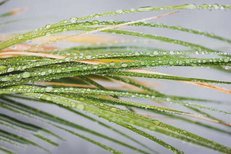 native African corn lillies Ixia plant outdoor with rain drops all over its leaves shot in beautiful tropical backyard at shallow depth of fieldの写真素材