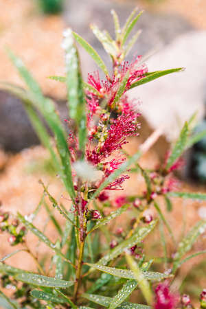 native Australian red bottlebrush callistemon plant with flowers outdoor in beautiful tropical backyard shot at shallow depth of fieldの写真素材