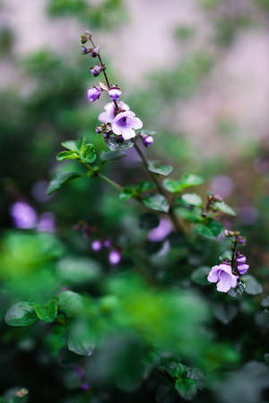 Australian native oregano prostanthera rotundifolia round leaf mint bush plant outdoor in beautiful tropical backyard shot at shallow depth of fieldの写真素材