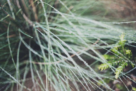 native Australian poa grass with raindrops in beautiful tropical backyard shot at shallow depth of fieldの写真素材