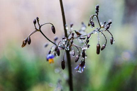 native Australian dianella grass with flowers and droplets of water on it shot outdoor after the rain at shallow depth of fieldの写真素材