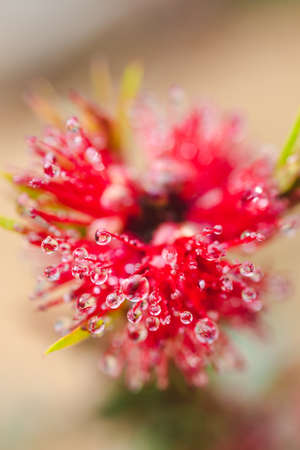 native Australian red bottlebrush callistemon plant with flowers outdoor in beautiful tropical backyard shot at shallow depth of fieldの写真素材