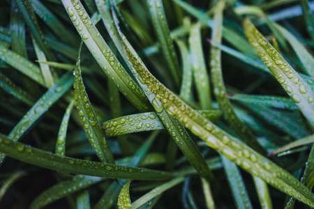 native Australian dianella grass with droplets of water on it shot outdoor in a sunny backyard after...