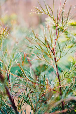 native Australian grevillea plant outdoor in beautiful tropical backyard shot at shallow depth of fieldの写真素材