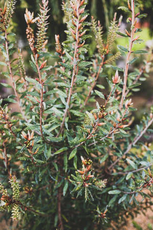 native Australian callistemon bottle brush plant outdoor in beautiful tropical backyard shot at shallow depth of fieldの写真素材