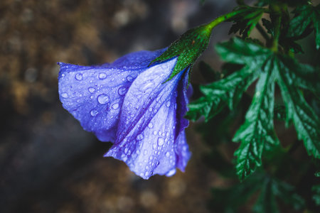 native Australian purple hibiscus plant outdoor in beautiful tropical backyard shot at shallow depth of fieldの写真素材