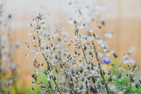 native Australian dianella grass with flowers and droplets of water on it shot outdoor after the rain at shallow depth of fieldの写真素材