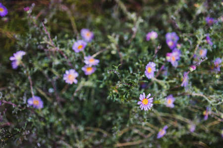 native Australian purple Brachyscome daisy plant outdoor in beautiful tropical backyard shot at shallow depth of fieldの写真素材