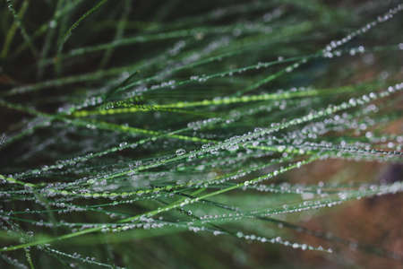 native Australian poa grass with raindrops in beautiful tropical backyard shot at shallow depth of fieldの写真素材