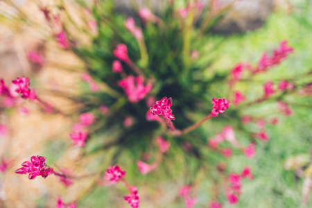native Australian kangaroo paw plant with pink flowers outdoor in beautiful tropical backyard shot at shallow depth of fieldの写真素材