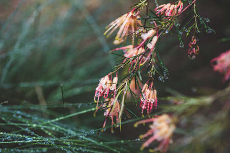 native Australian grevillea semperflorens plant with yelow and pink flowers outdoor in beautiful tropical backyard shot at shallow depth of fieldの写真素材