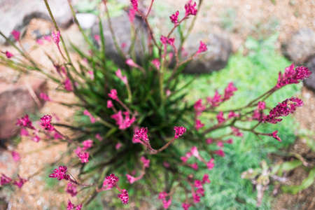 native Australian kangaroo paw plant with pink flowers outdoor in beautiful tropical backyard shot at shallow depth of fieldの写真素材