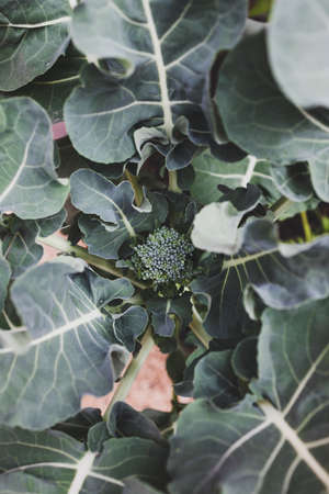 close-up of broccolini plant outdoor in sunny vegetable garden shot at shallow depth of fieldの写真素材