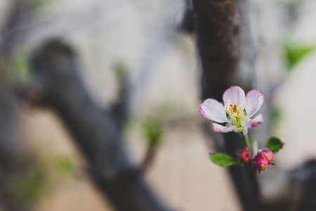 close-up of apple blossoms on fruit tree outdoor in sunny vegetable garden shot at shallow depth of fieldの写真素材