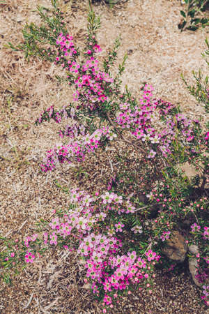 native Australian pink tea tree plant outdoor in beautiful tropical backyard shot at shallow depth of fieldの写真素材