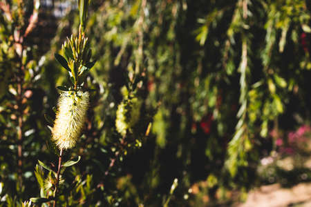 native Australian yellow bottlebrush callistemon tree outdoor in beautiful tropical backyard shot at shallow depth of fieldの写真素材
