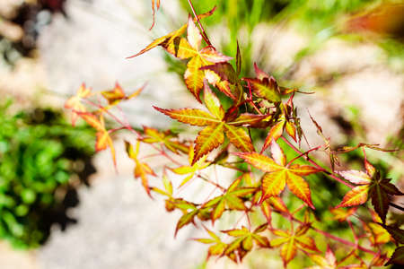 close-up of japanese maple plant outdoor in sunny backyard shot at shallow depth of fieldの写真素材