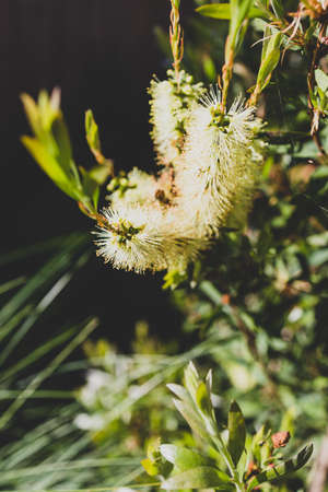 native Australian yellow bottlebrush callistemon tree outdoor in beautiful tropical backyard shot at shallow depth of fieldの写真素材