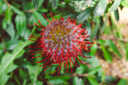 native Australian red protea plant outdoor in beautiful tropical backyard shot at shallow depth of...