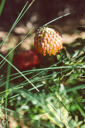 native Australian protea plant with red flower outdoor in beautiful tropical backyard shot at shallow depth of fieldの写真素材