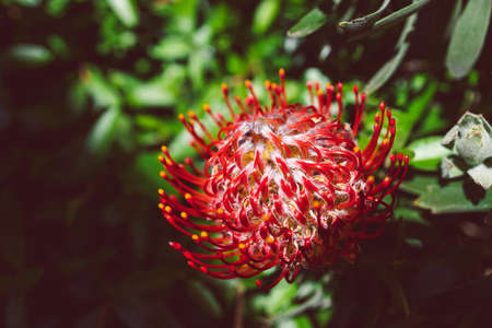 native Australian protea plant with red flower outdoor in beautiful tropical backyard shot at shallow depth of fieldの写真素材