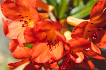 close-up of orange vireya rhododendron plant with coral flowers outdoor in sunny backyard shot at shallow depth of fieldの写真素材