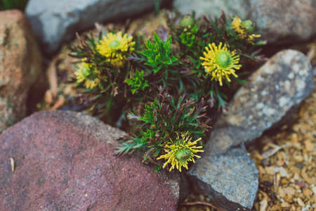 native Australian yellow isopogon sunshine plant outdoor with raindrops in beautiful tropical backyard shot at shallow depth of fieldの写真素材