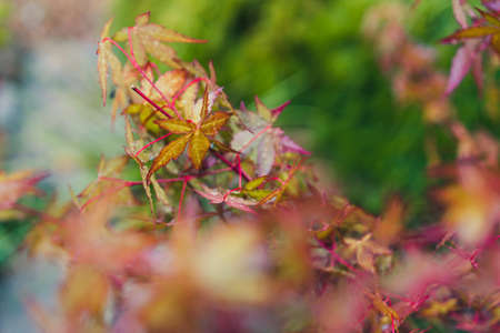 close-up of red Japanese maple plant outdoor with raindrops on its leaves shot at shallow depth of...