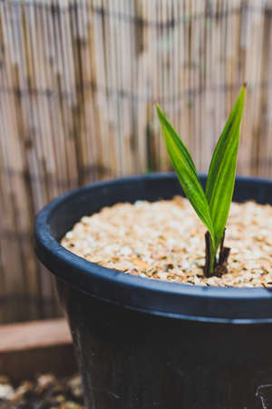 close-up of small palm plant outdoor in sunny vegetable garden shot at shallow depth of fieldの写真素材