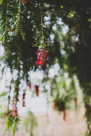 native Australian weeping bottlebrush callistemon tree with red flowers outdoor with raindrops in beautiful tropical backyard shot at shallow depth of fieldの写真素材