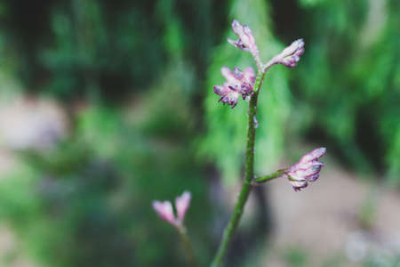 native Australian purple Kangaroo Paw plant outdoor with raindrops in beautiful tropical backyard shot at shallow depth of fieldの写真素材
