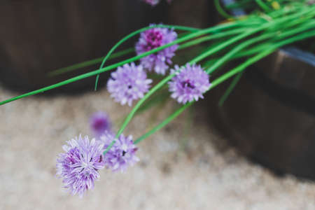 close-up of garlic plant outdoor in sunny vegetable garden shot at shallow depth of fieldの写真素材