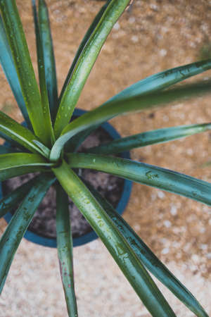 close-up of pineapple plant with raindrops of its leaves outdoor in vegetable garden shot at shallow depth of fieldの写真素材