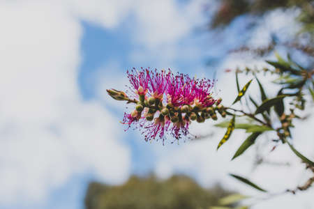 native Australian pink callistemon plant outdoor in beautiful tropical backyard shot at shallow depth of fieldの写真素材