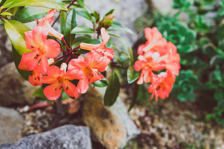 close-up of orange vireya rhododendron plant with coral flowers outdoor shot at shallow depth of fieldの写真素材