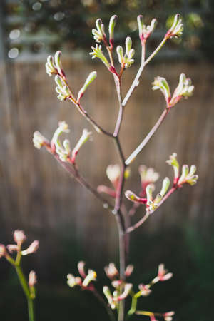 native Australian kangaroo paw plant with golden flowers outdoor in beautiful tropical backyard shot at shallow depth of fieldの写真素材