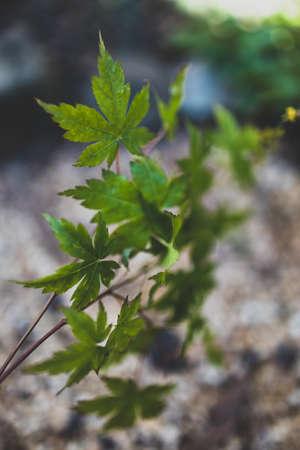 close-up of japanese maple plant outdoor in sunny backyard shot at shallow depth of fieldの写真素材