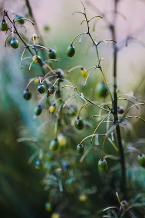 native Australian dianella tasmanica blue flax lily grass with berries outdoor in beautiful tropical backyard shot at shallow depth of fieldの写真素材