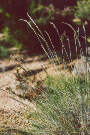 close-up of festuca glauca grass with seeds shot at shallow depth of fieldの写真素材
