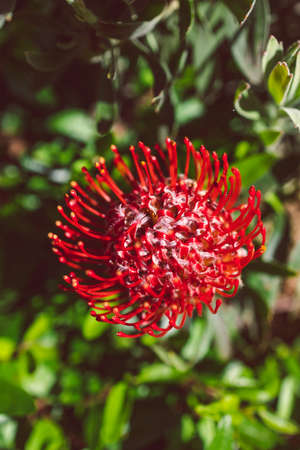 native Australian red protea flower outdoor in beautiful tropical backyard shot at shallow depth of fieldの写真素材