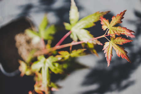 close-up of japanese maple plant outdoor in sunny backyard shot at shallow depth of fieldの写真素材