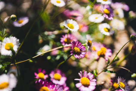 native Australian brachyscome Multifida Cut-Leafed Daisy plant with white and pink flowers outdoor shot at shallow depth of fieldの写真素材