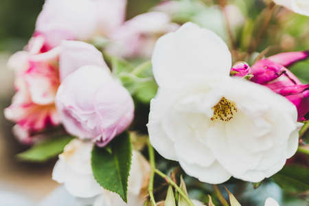 close-up of bunch of rose flowers in vase on top of outdoor table shot at shallow depth of fieldの写真素材