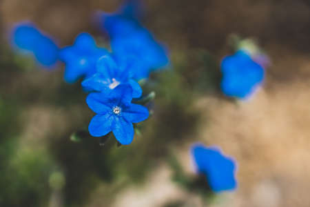 close-up of blue lithodora plant with flowers outdoor in sunny backyard shot at shallow depth of fieldの写真素材
